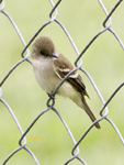 Flycatcher 5973